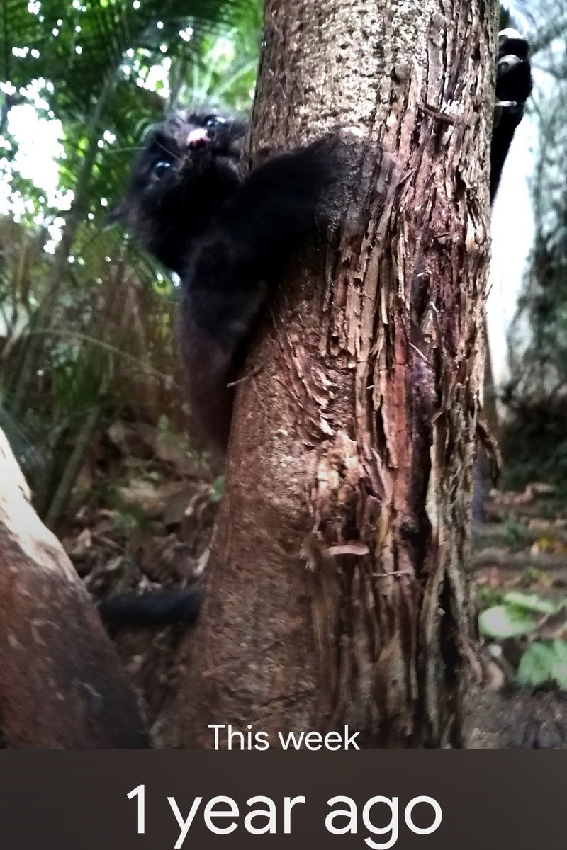 ladydebidebz1's tweet photo. I'm not the only tree-hugger 🤭🥰🤭
#BeLikeMom
#BratKat
#WildChild
#MommasGirl
#SheWhoMustBeObeyed
#GottaLoveCheffys https://t.co/hNJ4kbhOqd
