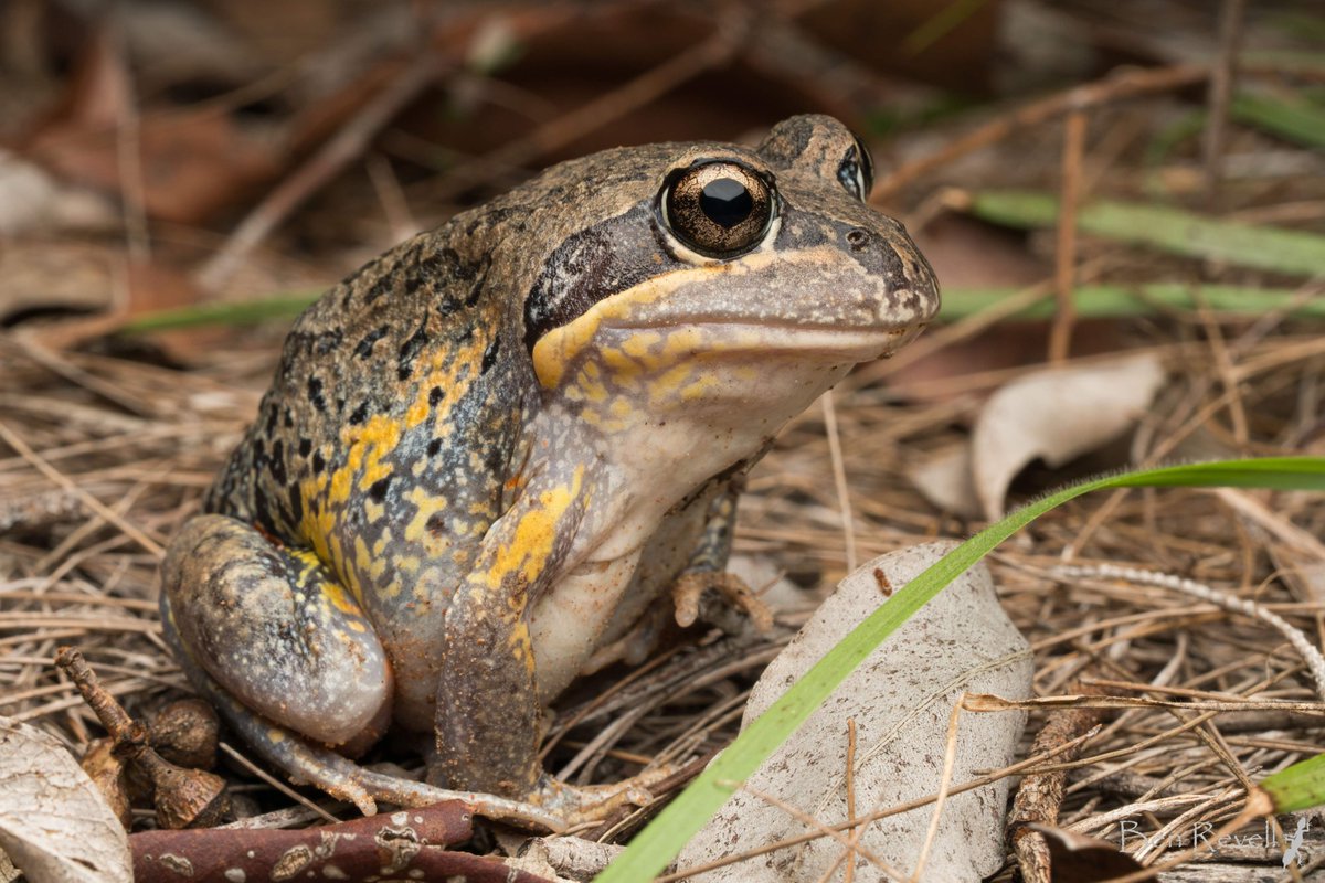 Such a privilege to yarn with Mike Pingleton and Dr Alex Krohn on all things acid frogs, Wallum ecosystems, and the ecophysiology of pobblebonks... Thanks guys🐸
Check it out on So Much Pingle | A Herpetology podcast:
somuchpingle.com/2022/08/14/epi… 
Paper link:
journals.biologists.com/jeb/article/22…