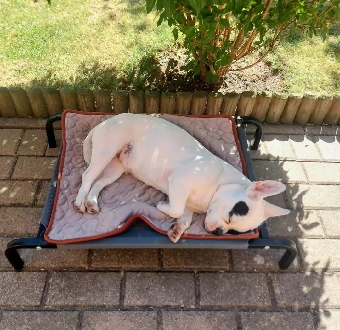FrenchBulldogC4's tweet photo. #frenchbulldog #frenchie #frenchiesofinstagram #dogsofinstagram #dog #frenchies #frenchielove #puppy #bulldog #frenchiepuppy #frenchbulldogsofinstagram #dogs #frenchieoftheday #frenchielife #puppylove #frenchiesociety #frenchbulldogs #bulldogfrances #frenchiegram #puppies https://t.co/7ZfmWNpuKE