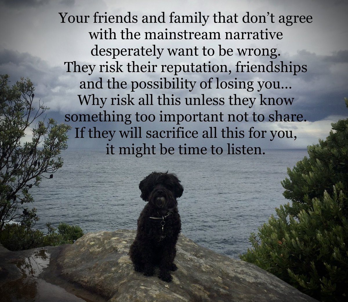 pack_paws's tweet photo. @LynnMor01381535 @ADFOWL @DrJamesOlsson I’ve been sharing this photo of my dog for over 2 years, nothing has changed. https://t.co/hB01gR5Qed