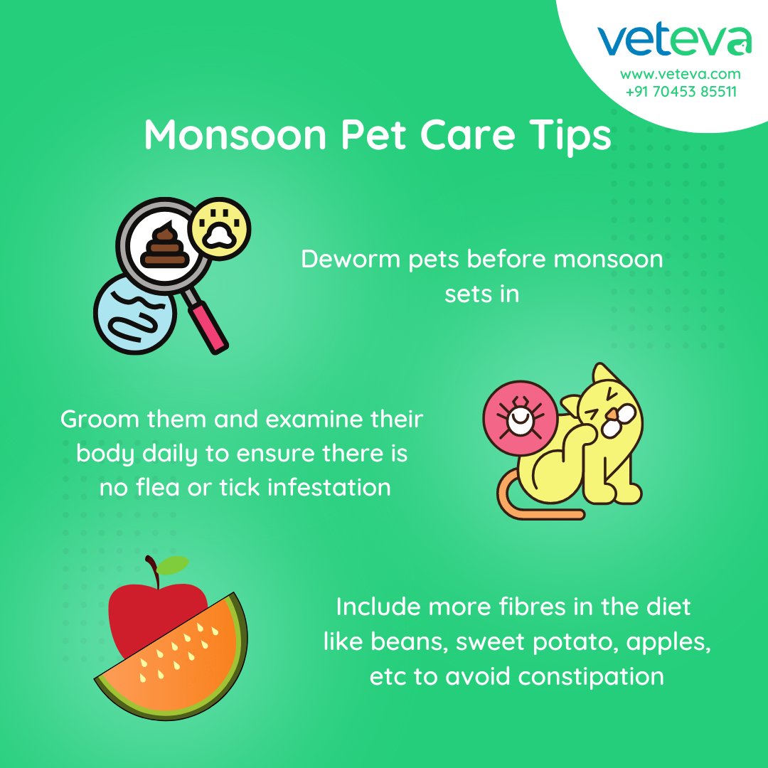 vetevacares's tweet photo. Visit https://t.co/eDAEzqAImx to get the best 'Monsoon Pet Care Tips' from experienced Vets.
#vet #vetonline #vetconsult #vetconsulting #vetonlineconsult #videoconsult #vetonvideo #dogmom #dogdad #catmom #catdad #dogs #cats #india #vetsindia #onlinevet #pet #pets #petcare https://t.co/HifefeaKtF