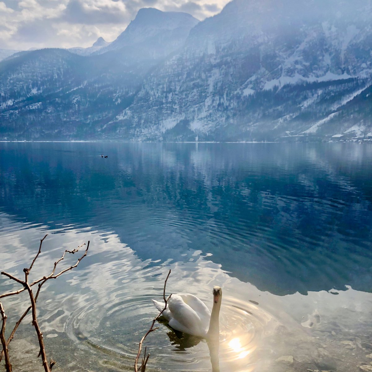 suziday123's tweet photo. @LiveaMemory @Giselleinmotion @perthtravelers @CharlesMcCool @TravelJuneau @RoarLoudTravel @MadHattersNYC @MamaO_GO @Nicolette_O @naturetechfam @FitLifeTravel @beckyexploring @Adventuringgal Doug your Alaska cruise looked amazing. I hope you had a fabulous time. Loved all your pics! Coming in at the end of this weekโs #top4theme #Top4Water ๐๐ฆ๐ Sharing Lake Bled, Hallstatt, Iceland & some adorable hippos ๐ฆ @CharlesMcCool @perthtravelers @Giselleinmotion https://t.co/2tf0p2dqOV