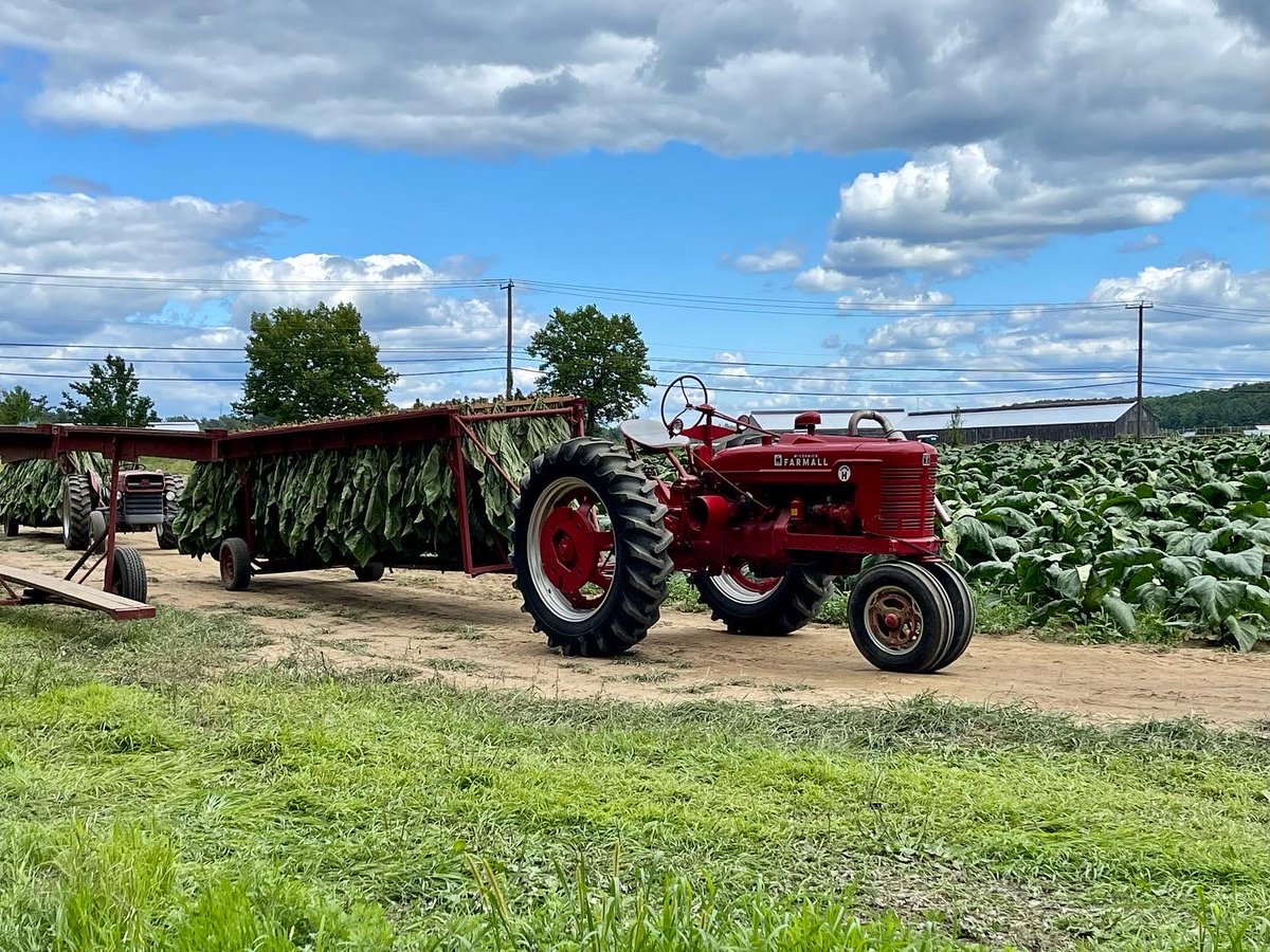 DaveQuinn76's tweet photo. #tobacco harvest in northern CT.  Like stepping back in time. https://t.co/i07NY4X5kY