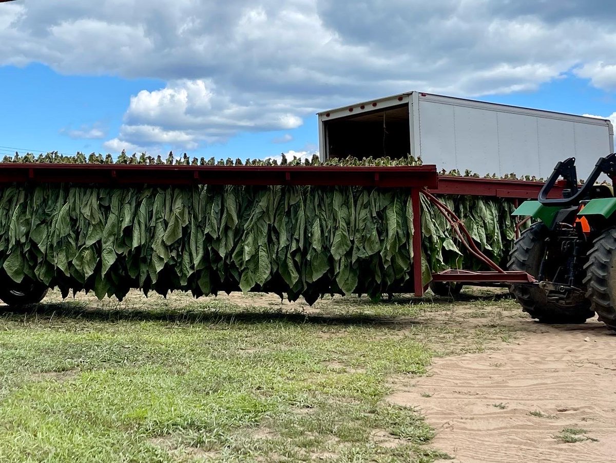 DaveQuinn76's tweet photo. #tobacco harvest in northern CT.  Like stepping back in time. https://t.co/i07NY4X5kY
