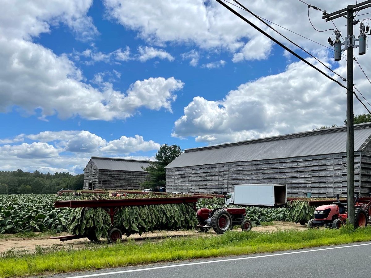 DaveQuinn76's tweet photo. #tobacco harvest in northern CT.  Like stepping back in time. https://t.co/i07NY4X5kY