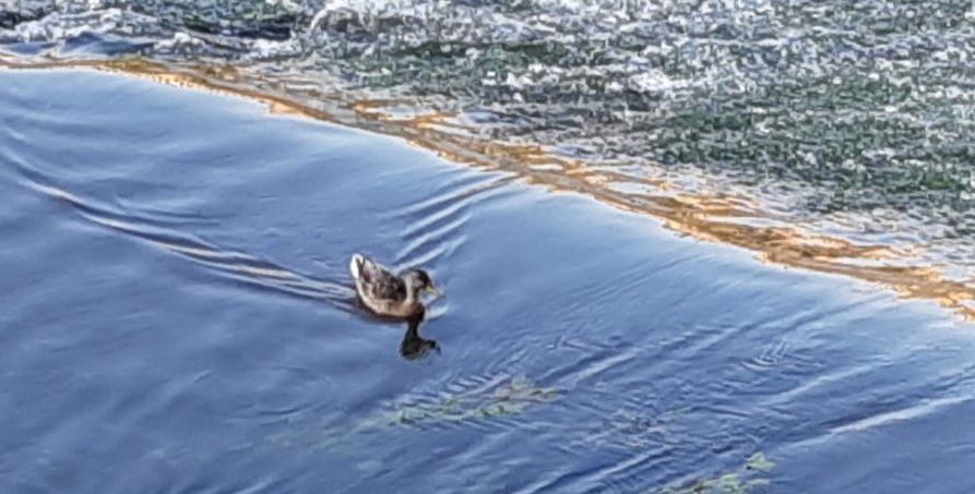 retawako's tweet photo. quack. https://t.co/8USEkyTFmV