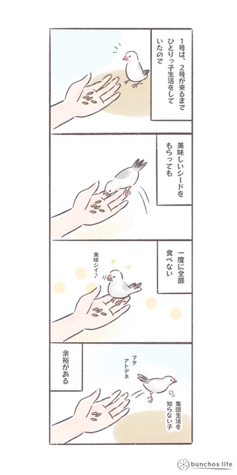 集団生活で争奪戦をしたことない1号は美味しいご飯を食べるときでも余裕がある
#文鳥
#bunchoslife 