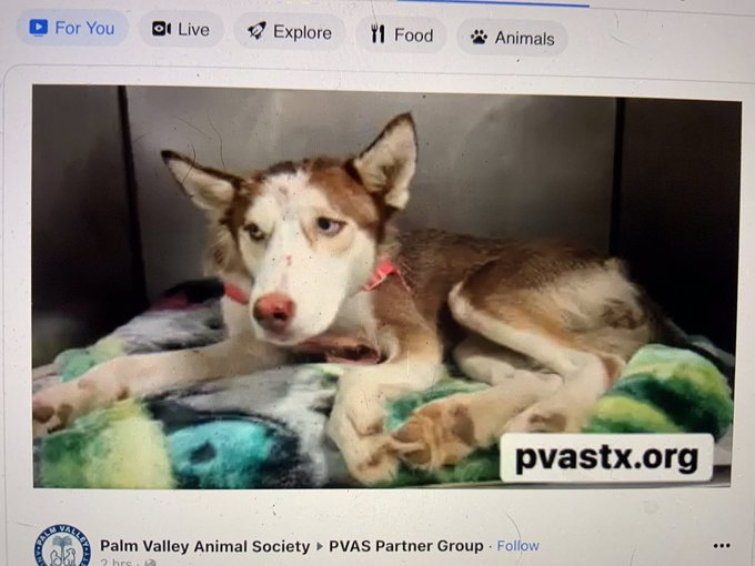 psychicwhisper3's tweet image. 🆘🏥PIPPA💔#163460  3Yrs Old #PVASTX 
Palm Valley, Edinburg Texas  
🚘Accident Injuries To Left Front Limb &amp;amp; 
Abrasions To Face😭Such A Sweet Girl🥺
❌Her Deadline Is 8/15 At 6:30PM 💉❌
Please #RT #PLEDGE 4 RESCUE #FOSTER 
📧rescue@pvastx.org   #SavePippa 🙏🏥
@Gingy4Usa