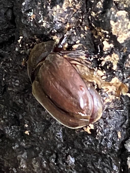今日の樹液チェック。このカブト女子は羽が発育不全だか壊れたかで飛べないかもしれない 