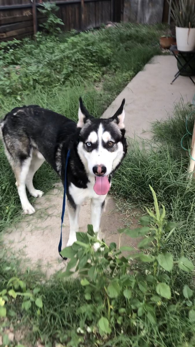 lotusrobot's tweet photo. @whatsuptucson FOUND DOGS - Two husky type dogs found at Glenn and Campbell. One male and one female (I think) - no tags or collars, taking to PACC tomorrow 8/15. https://t.co/hg9Q5h8iD4