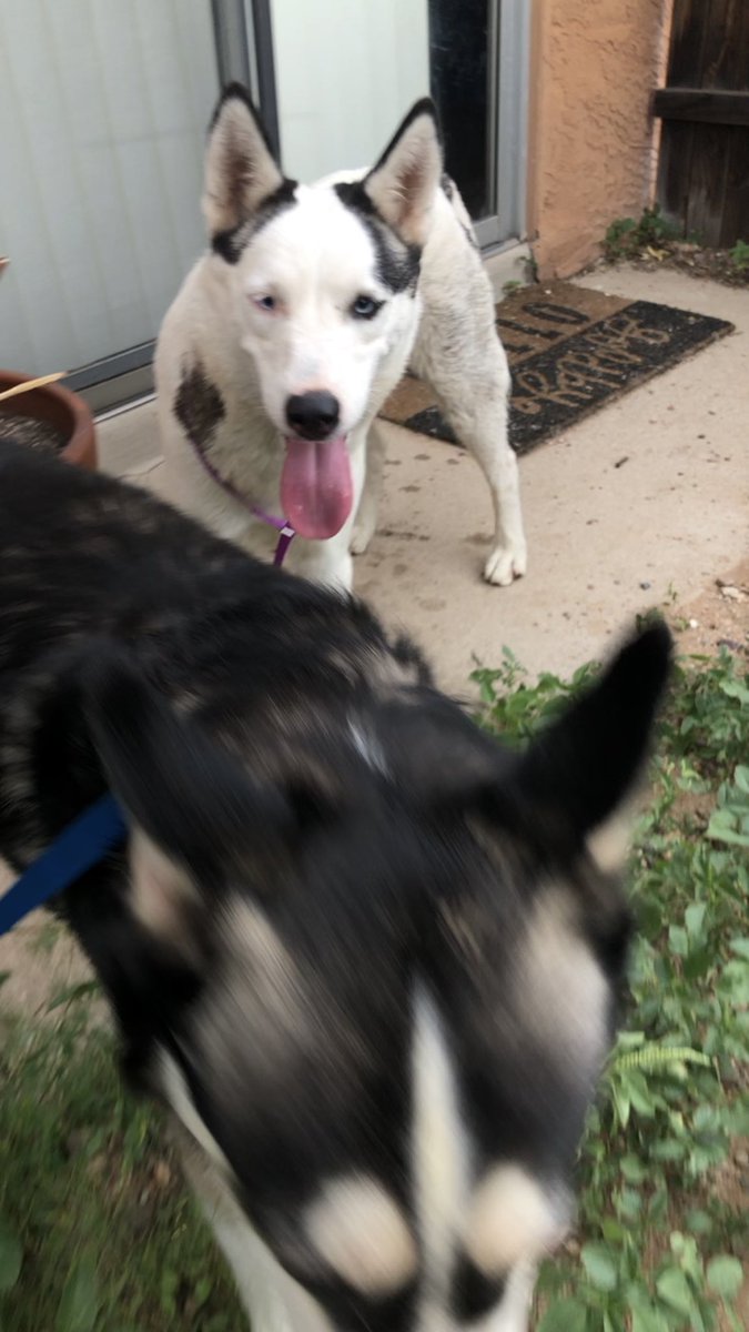 lotusrobot's tweet photo. @whatsuptucson FOUND DOGS - Two husky type dogs found at Glenn and Campbell. One male and one female (I think) - no tags or collars, taking to PACC tomorrow 8/15. https://t.co/hg9Q5h8iD4