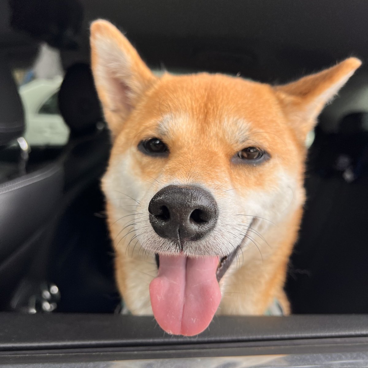 Fullicon1's tweet photo. おはようございます！
バタバタの月曜日ですが、ももちゃんから挨拶します！
本日もよろしくお願いいたします。
#FulliconJP https://t.co/6z48SZxx4y