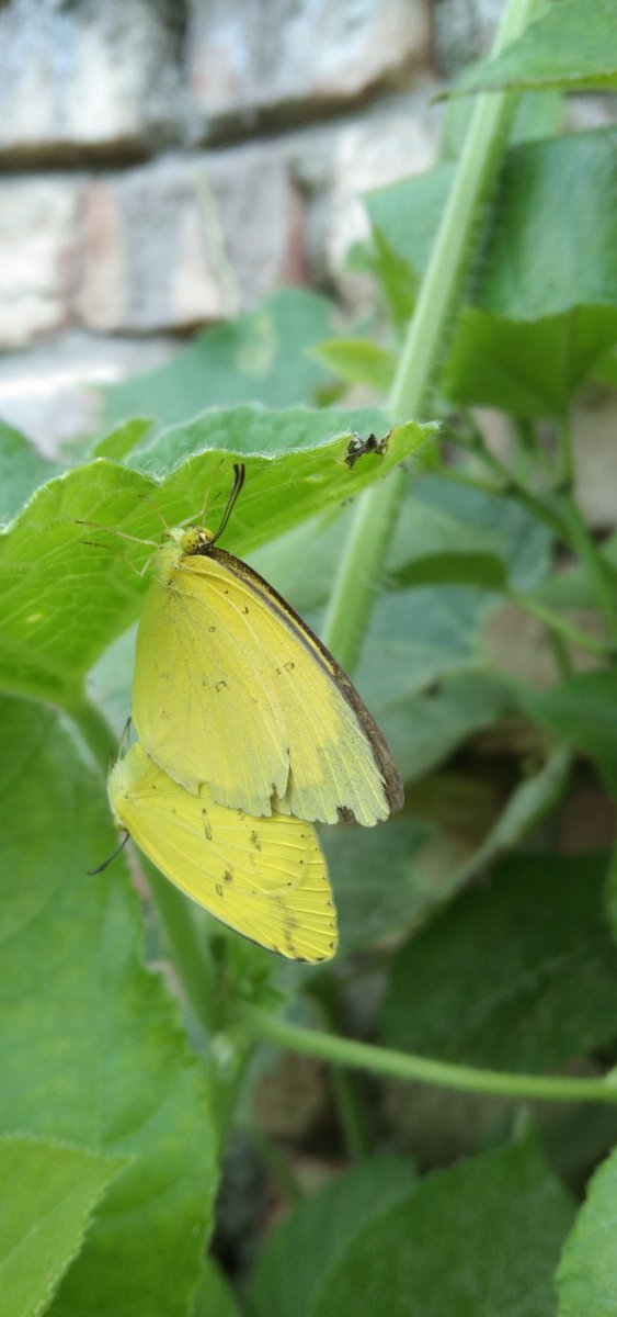 MdLifaz's tweet photo. Mating time of Eurema hecabe  butterflybutterfly... https://t.co/wVrz9Mj7tN
