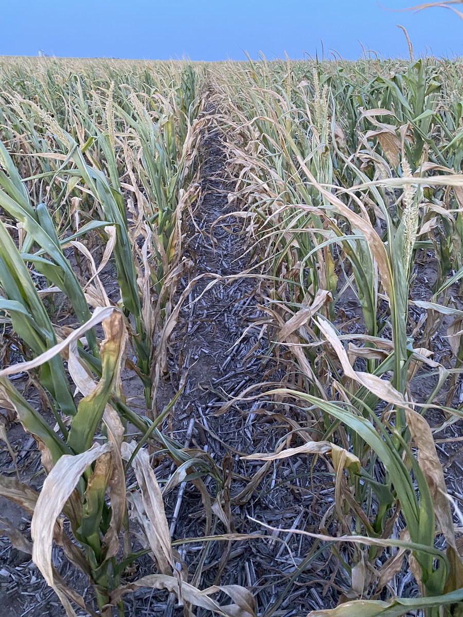 ahorinek's tweet photo. I should have used cover crops.😂😂 https://t.co/TRqXLSiY3O