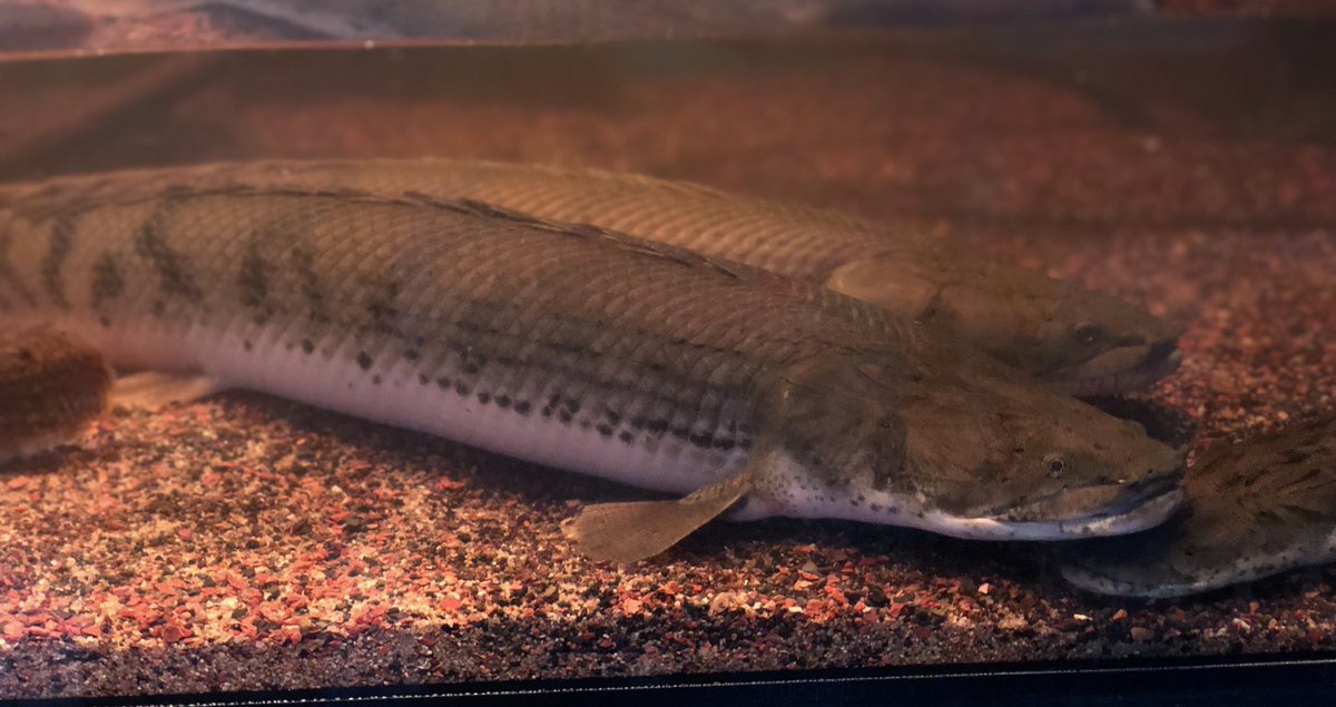 AncientHao's tweet photo. Polypterus congicus 74 cm and Neoceratodus fosteri
#polypterus #bichir #congicus #australianlungfish #古代魚 https://t.co/zj0uAb3Dpb