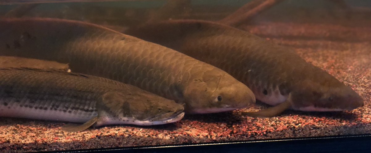 AncientHao's tweet photo. Polypterus congicus 74 cm and Neoceratodus fosteri
#polypterus #bichir #congicus #australianlungfish #古代魚 https://t.co/zj0uAb3Dpb