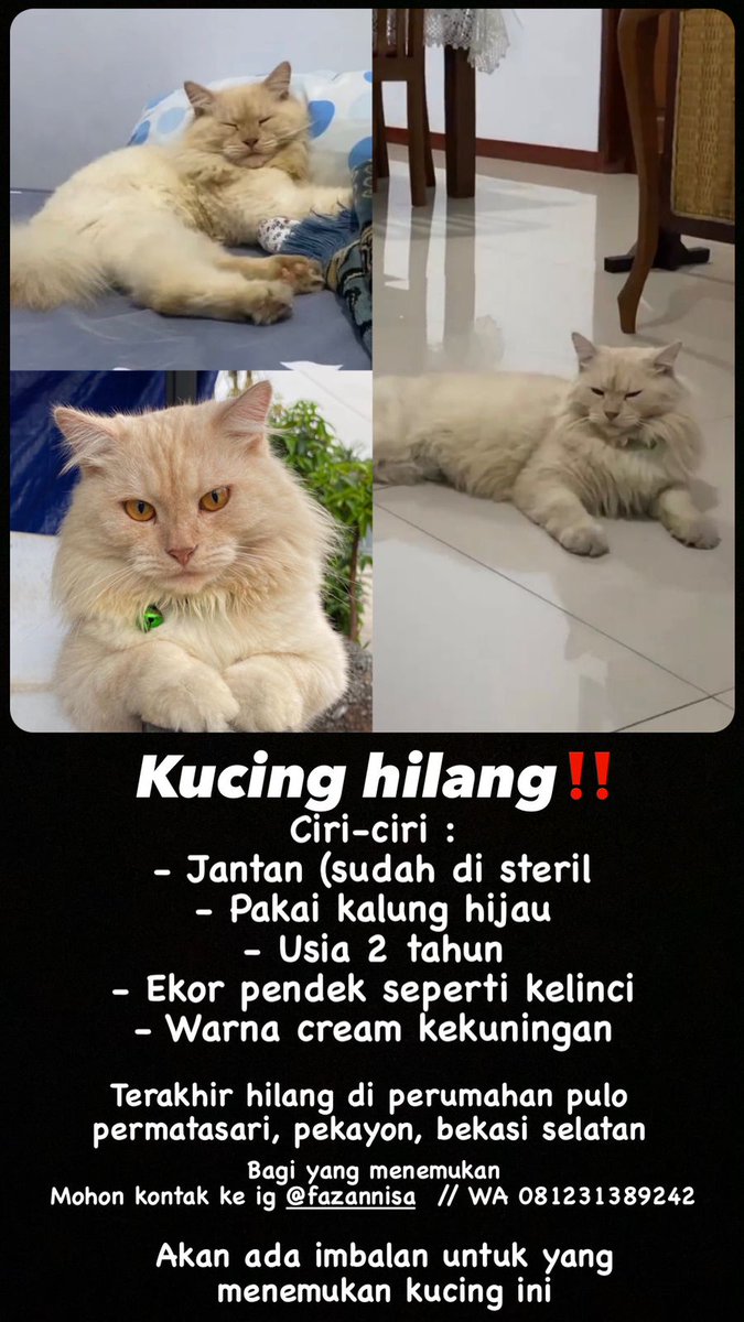 ZOO_FESS's tweet photo. ZOO mau minta tolong yg didaerah bekasi khususnya pekyaon mungkin ada yg lihat anabul temen ku hilang, untuk keterangannya ada difoto yaaa https://t.co/b13CnxjJwa