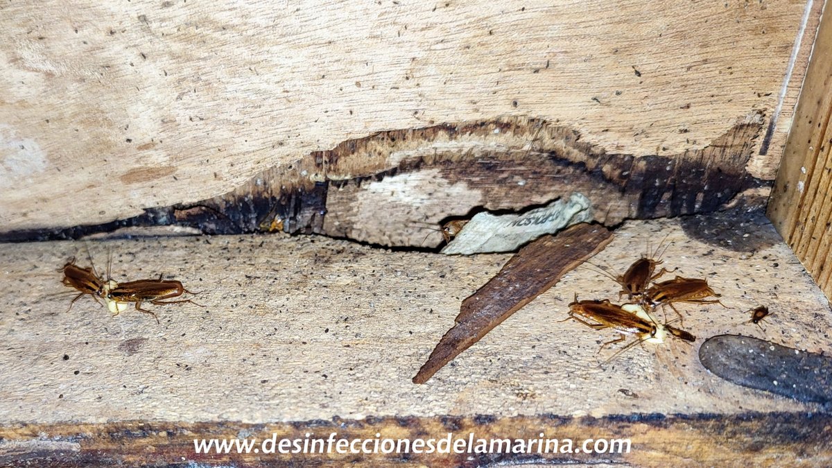 Dsinfecciones's tweet photo. Ciertamente está siendo un verano muy atareado por los avisos de #cucarachas alemanas. Locales infestados debido a las altas temperaturas, su alta tasa de reproducción y. por qué no decirlo, la dejadez de algunos.
Con dedicación y esfuerzo no hay problema que no se solucione. https://t.co/3T4dFHqKcc