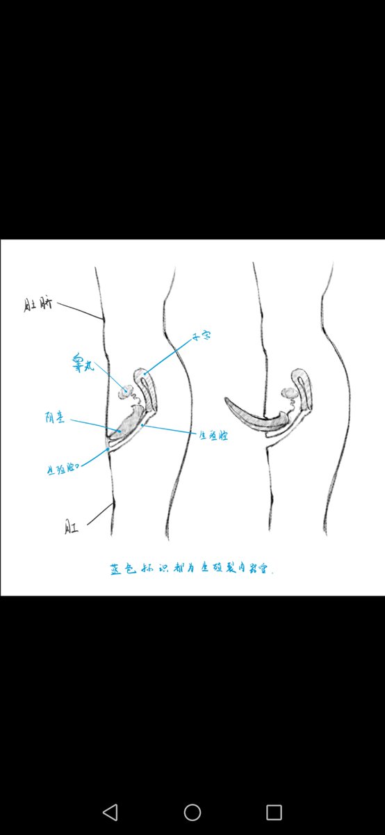 chuyichuyiyiyi's tweet photo. 关于鱼鱼结构的设定，是类似鲸豚科的生殖裂，伸出来的是唧唧。看到很多朋友看岔了所以还是把以前的文字设定再发一次 https://t.co/XmZ9gUZP3E
