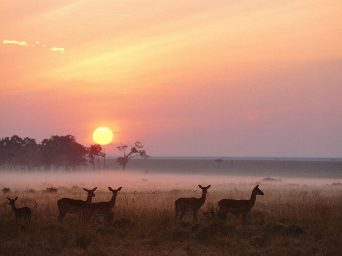 WallpaperGeeks's tweet photo. Impala Herd Masai Mara Reserve Kenya Wallpaper - https://t.co/wzUjxu1cZi - #Africa #Animals #Mammals #Nature #Travel - https://t.co/ZOwdFeJeZs https://t.co/LUMc2hsRi4