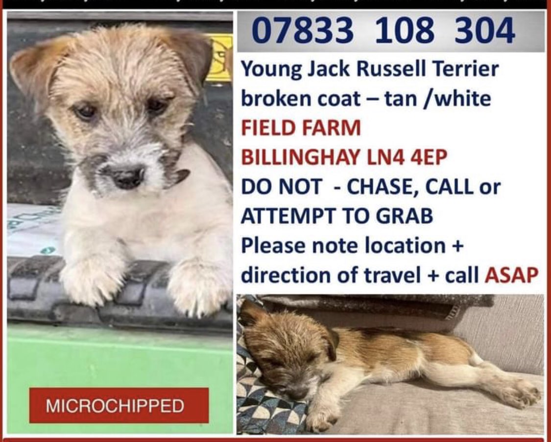 Anyone seen a little/rabbit size dog out <a href="/walcott/">walcott</a> or <a href="/billinghay/">David Waller</a> #lostdog #lincolnhire #could be anywhere