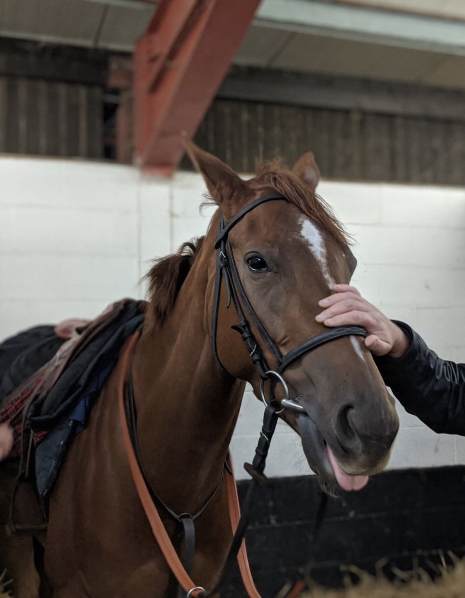 Key look to run in the 3.20 at <a href="/CatterickRaces/">Catterick Racecourse</a> today. Good luck to <a href="/bazmchugh/">Barry McHugh</a> who takes the ride 💪