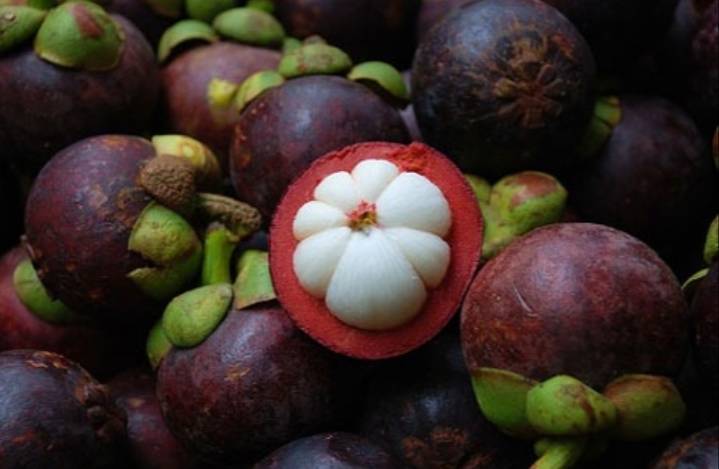 YNHealth's tweet photo. Mangosteen is an effective aid to all your digestive problems; helps ward off constipation, provide relief from diarrhea &amp; dysentery. The high fiber composition also increases your prebiotics intake good for your intestines. 30 capsules/pack .  Nationwide delivery. 09175225672 https://t.co/ieHzeeCeYO
