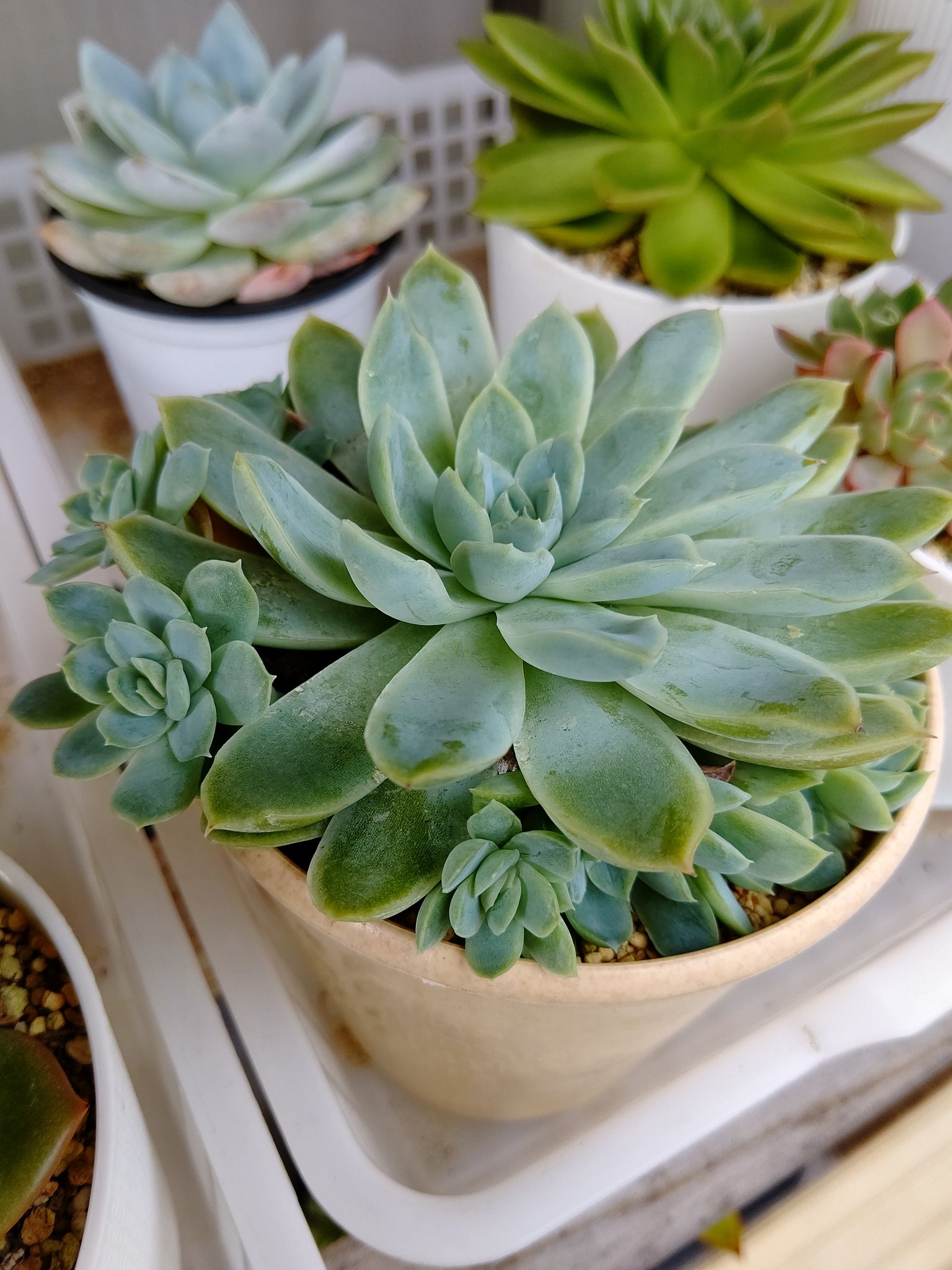 公式オンラインusaショップ 多肉植物よご7 Artroscopia Com Ar
