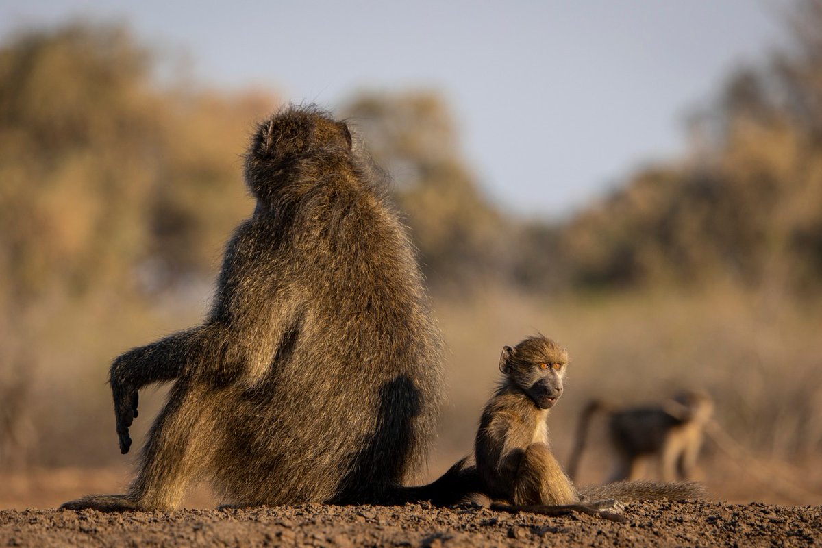 Chacmababoon Twitter Search Twitter