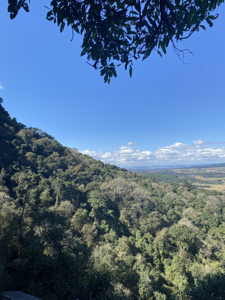 Gurkan_OW's tweet photo. Swinging through the South African forest https://t.co/UZ5UBfAMfg