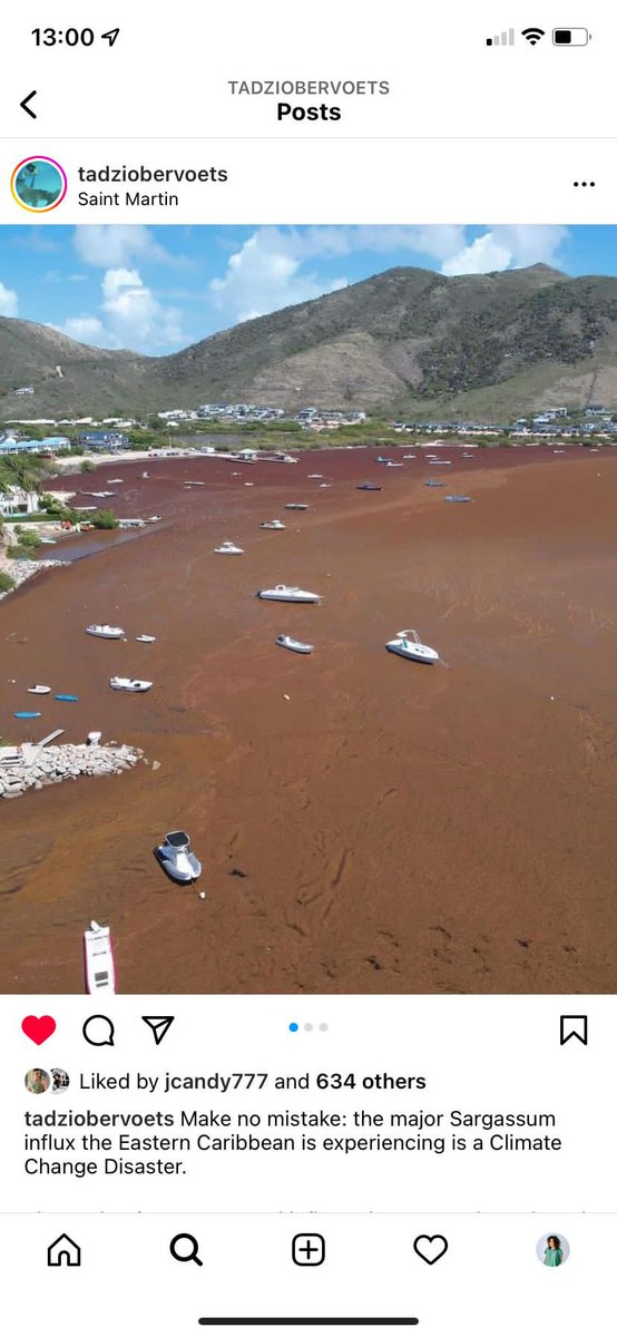 Jeroen_Rietveld's tweet image. What would happen if in stead being polarized by fake (climate) problems and beliefs, we would unity in bringing down the real problems... I am asking this for a friend.  (Photo is Sargassum in the Caribbean Sea at Sint Maarten... #realchallenges