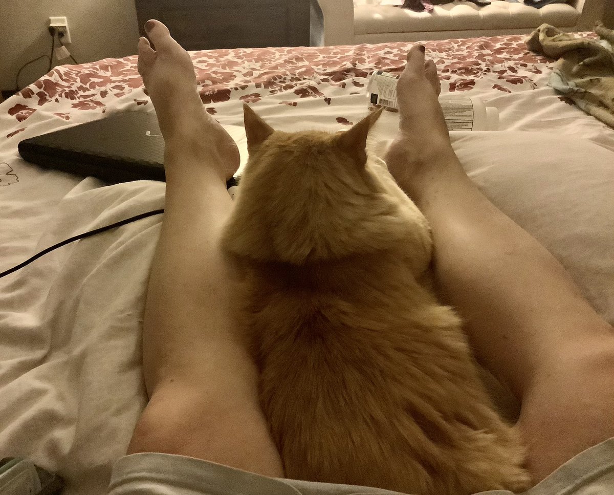 ImHibernating's tweet image. Timeline cleanse.  Big, soft, fluffy, sweet orangey. #CatsOfTwitter #orange #cat