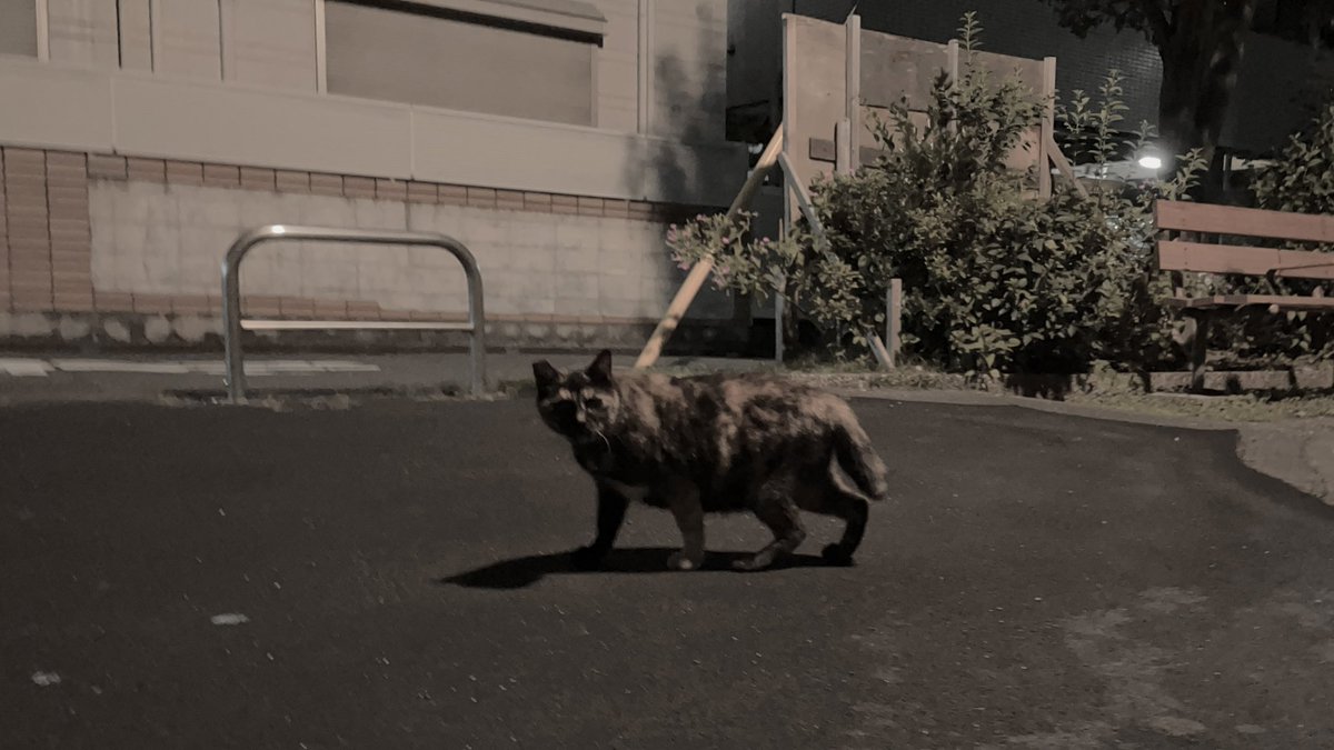 SoraPecco31's tweet photo. Ignorance and Sin.

Ignorance itself is not a sin, but we should know that there are sins caused by ignorance.

#photopoem #poegraph #poem #ポエグラフ #詩  #ポエってます #猫の名言 #CatQuotes #終戦の日に https://t.co/h1XAKIuXhU