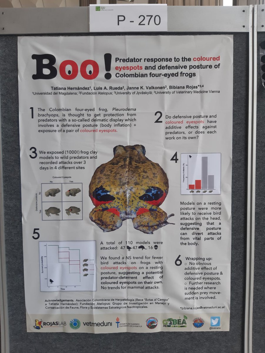 biobiiana's tweet photo. (3) Last, but not least, I’ll be showing the work done with @tatiluher10 &amp; @herpetobeto in the Caribbean region of Colombia. With the deployment of 1000+ (❗️) clay models, we tested the response of wild predators to the coloured eyespots and defensive posture of 🇨🇴4-eyed 🐸 (3/3) https://t.co/S5AwaRHon3