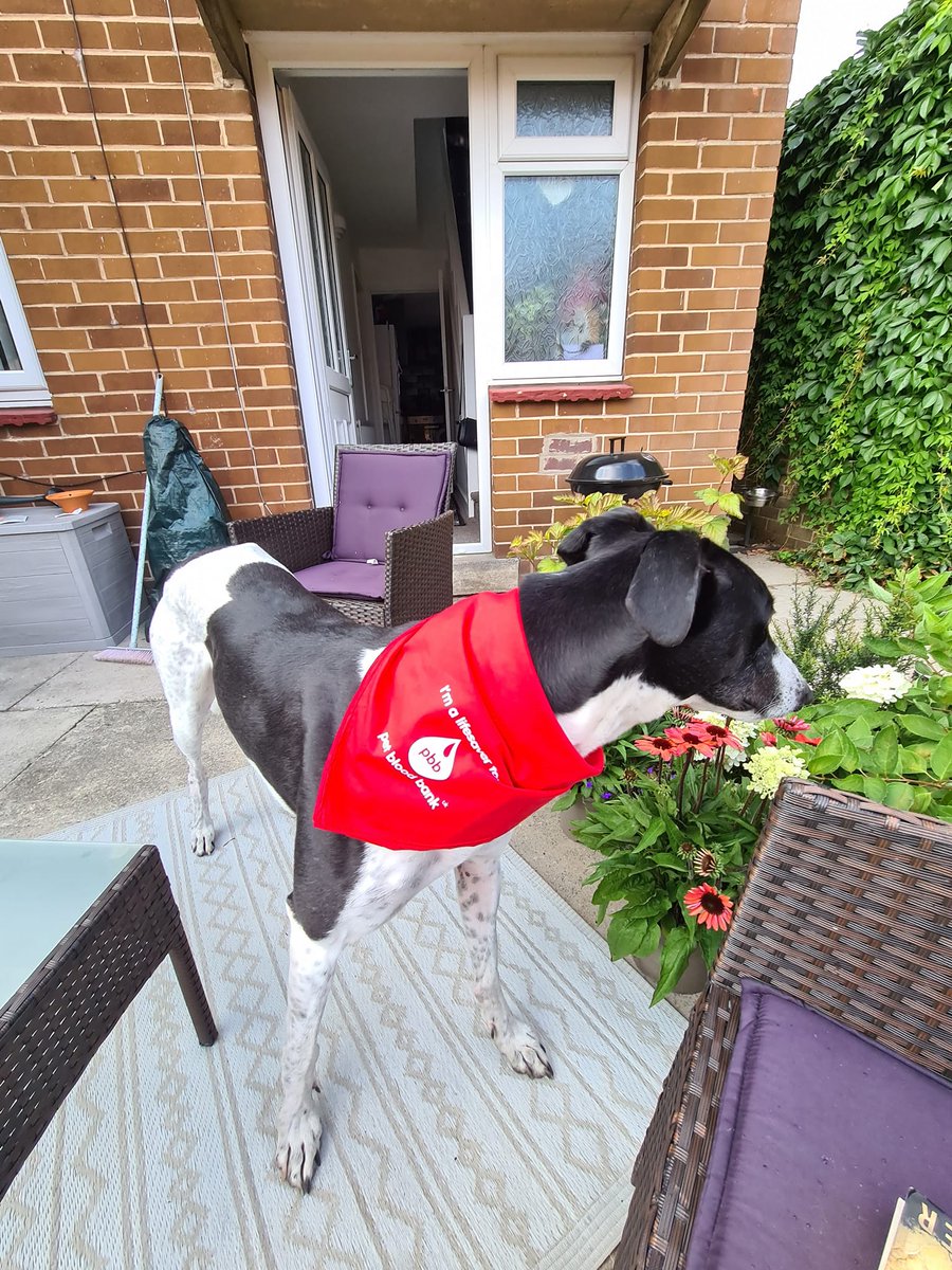 GTWestYorkshire's tweet photo. Were you aware that greyhounds can be blood donors? Clare has been in touch to let us know that Georgie has just become a blood donor. Well done Georgie. https://t.co/O80HhuVWgF