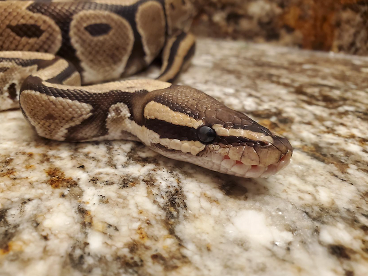 EmeraldScales's tweet photo. Price reduced, this last ball python we have is almost up to a great weight too! https://t.co/xoS4VPfMNm