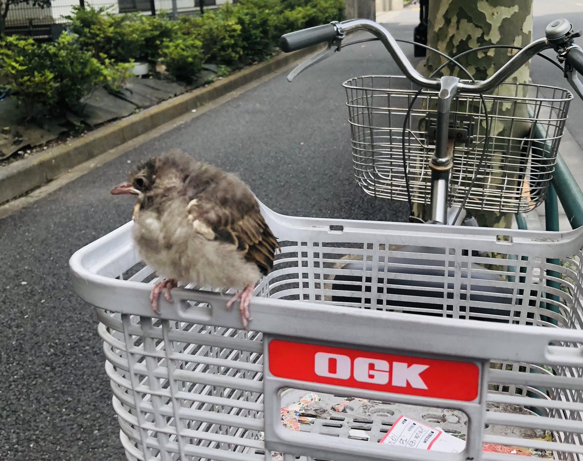 大越康子⭐︎4/17御徒町アリエス出演⭐︎ tweet media