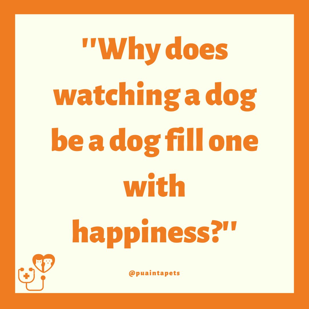 PuaintaPets's tweet photo. Because furry brings us happiness🥰
#dog #dogs #doglovers #dogsph #pets #dogquotes #quotes #furryfriends #dogquote https://t.co/4lwCivavGq