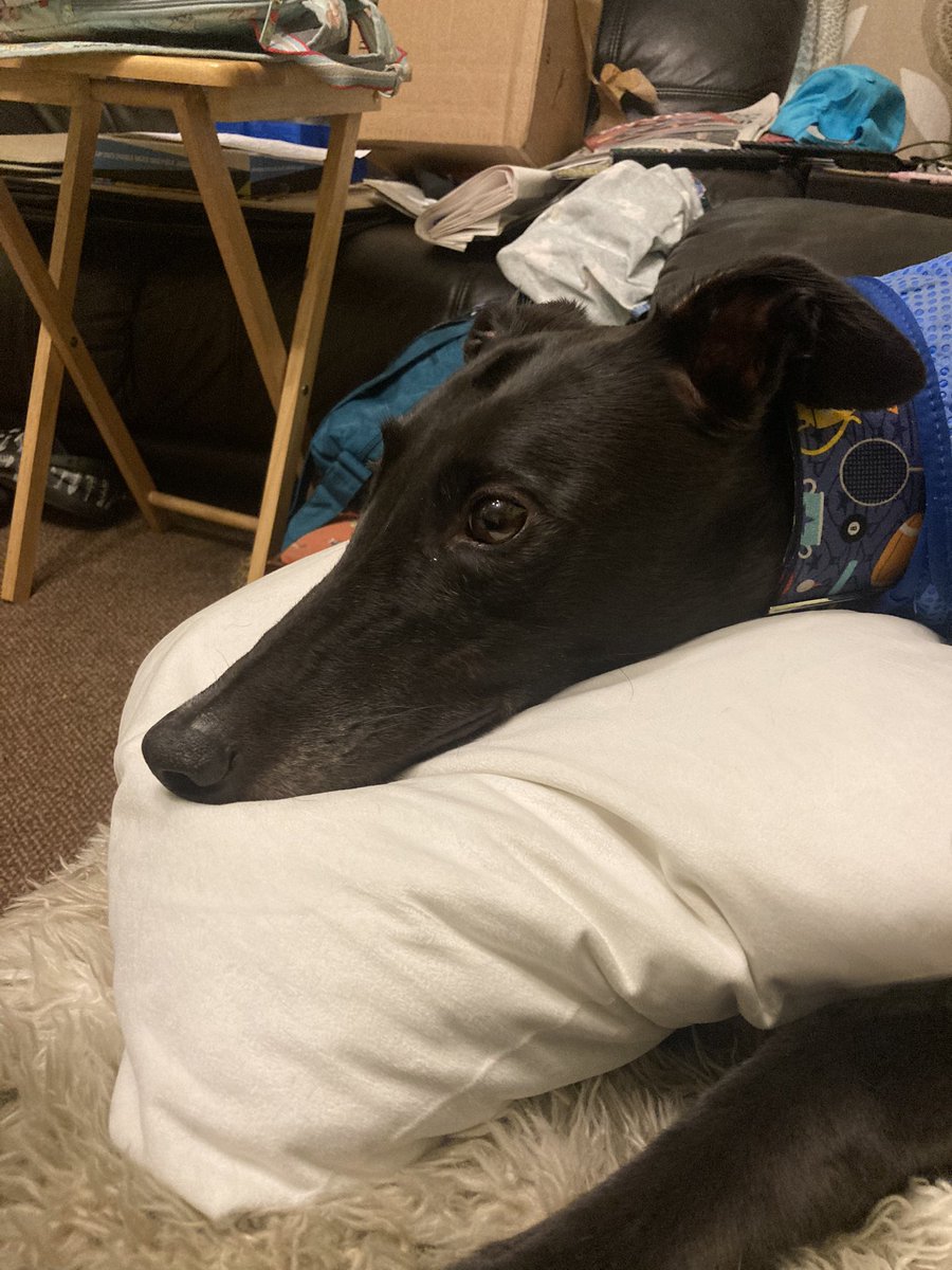 DukeHound16's tweet photo. I think my head fits this pillow perfectly! #SofaHound https://t.co/1qEDlEIrVm