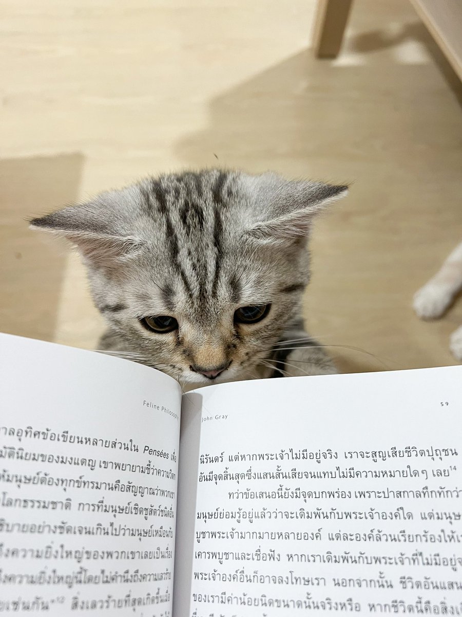 _DNVP2_'s tweet photo. แมวฉลาดชาติเจริญ https://t.co/uH0XdcZDL7