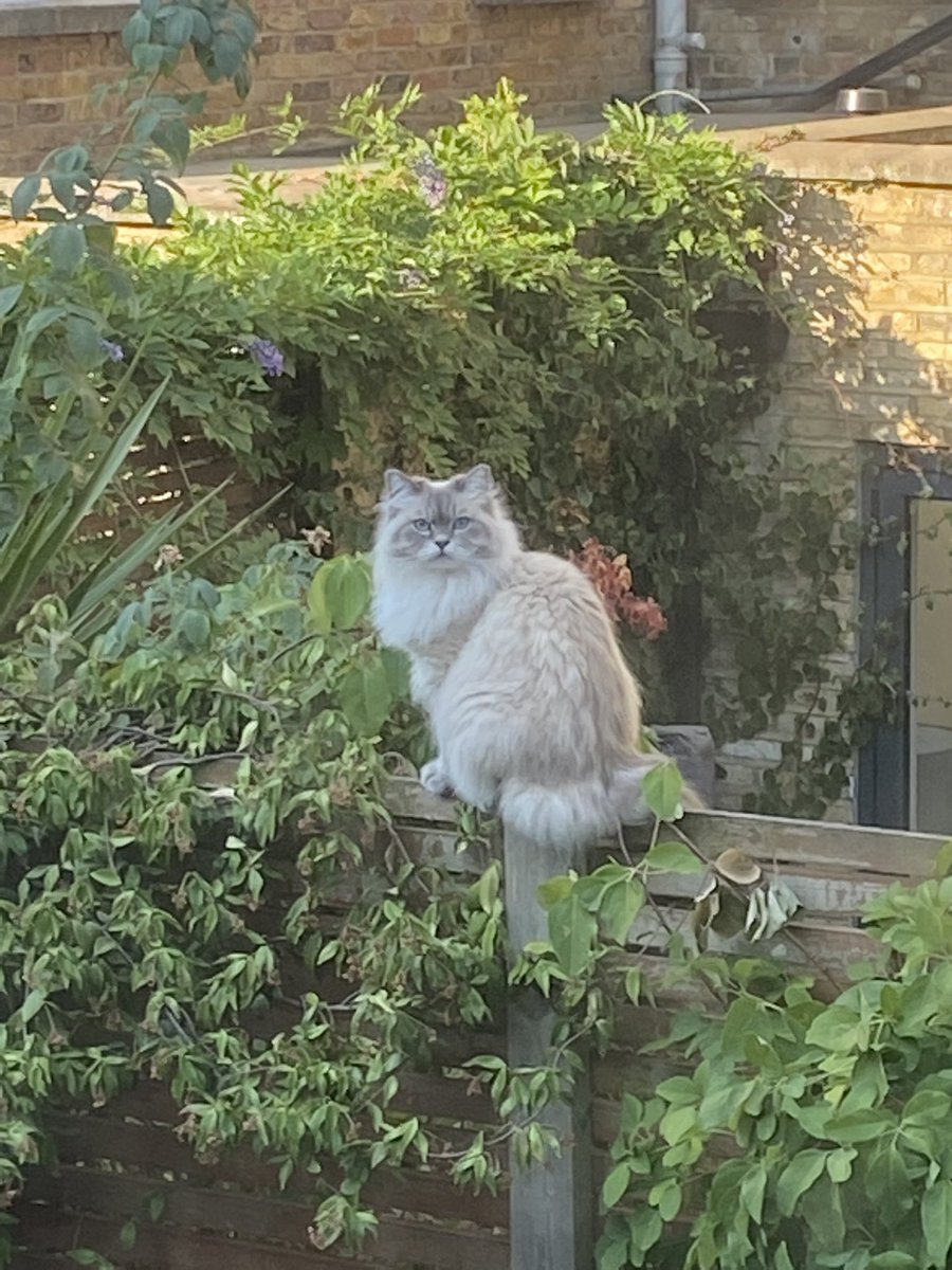 Michael King tweet media