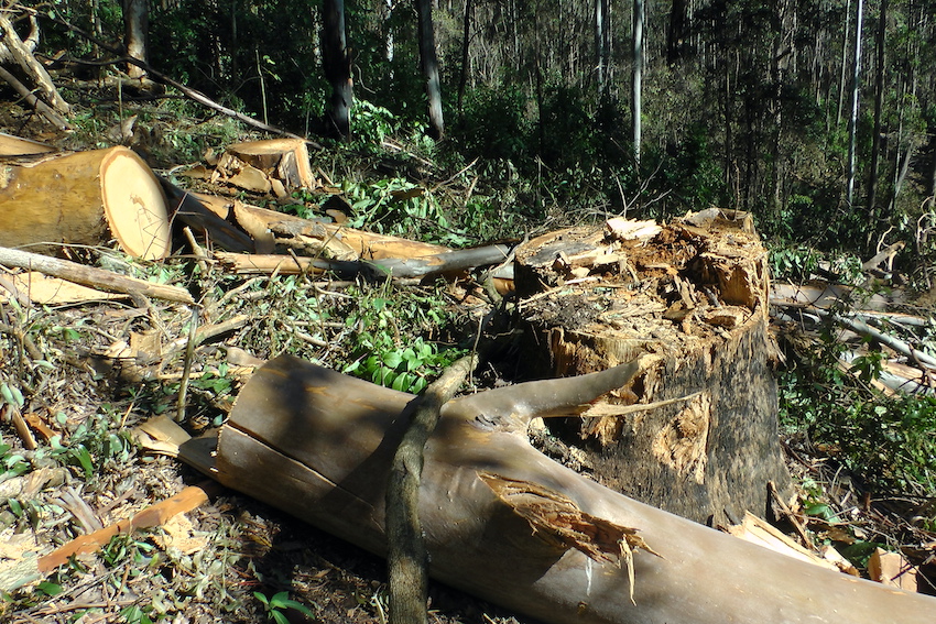 CloudsCreek's tweet photo. BREAKING NEWS!
Citizen scientists found over 55 native logging breaches in Ellis state forest by FCNSW contractors.
https://t.co/dStsKFBV4p
Calls for @NSW_EPA to issue an urgent 'Stop Work' order preventing threatened species habitat destruction on the Dorrigo Plateau. #nswpol https://t.co/nWVJyYQOTH