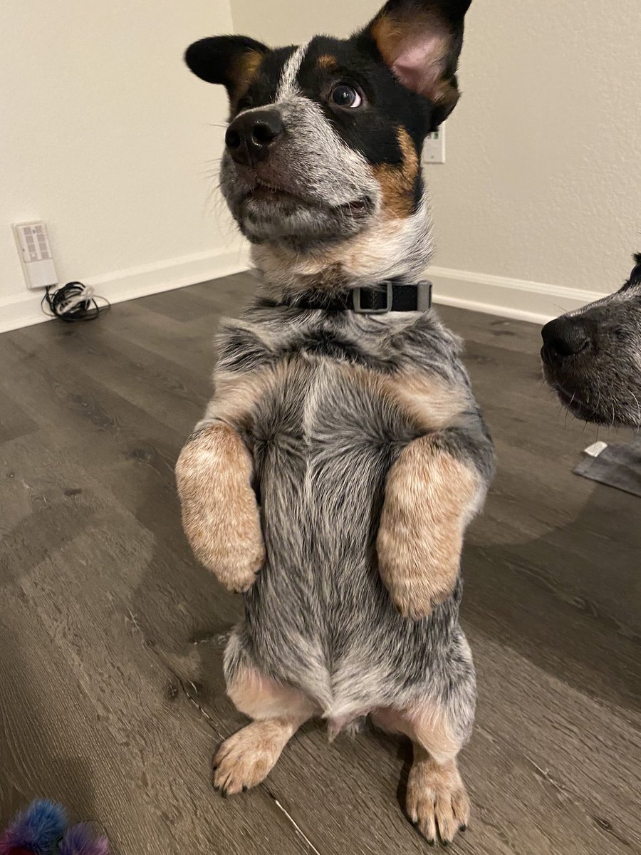 cierradad's tweet photo. Kiba sitting pretty 🥺♥️ https://t.co/hCYW2GM53b