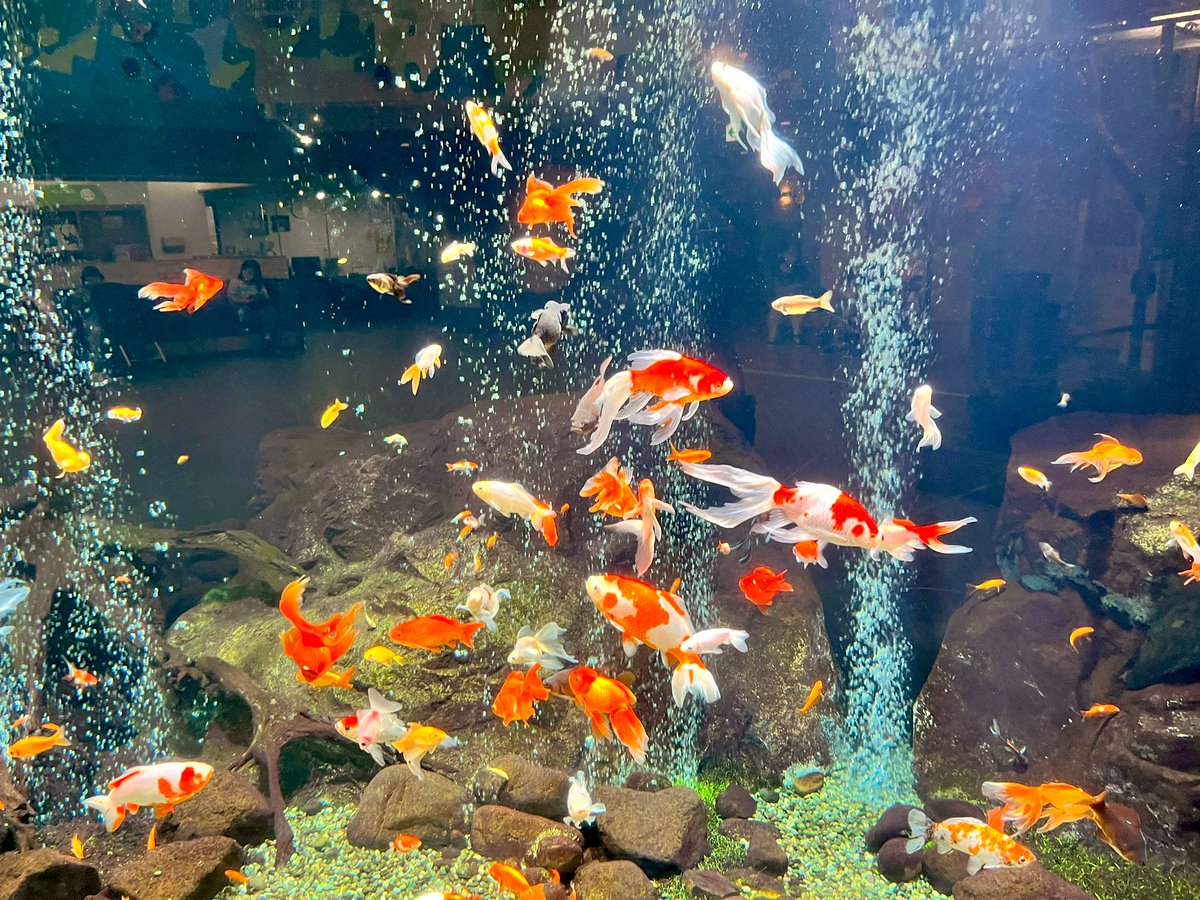 pocket_kingyo's tweet photo. 足立区生物園の大水槽が好き https://t.co/E3MBZP1aUu