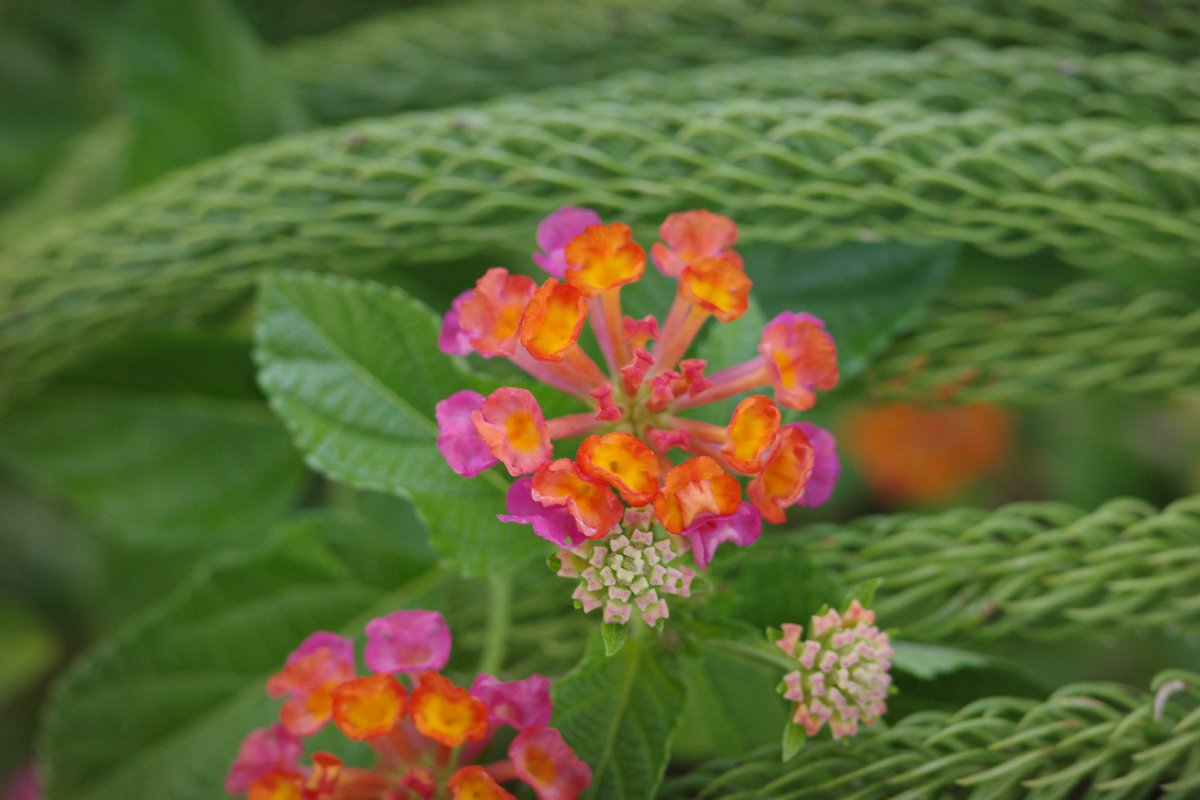 bobdawson56's tweet photo. #Lantana as #macrophotography #flowerphotography #travelpicslive @bobdawson56 https://t.co/aXFgGBLPUV