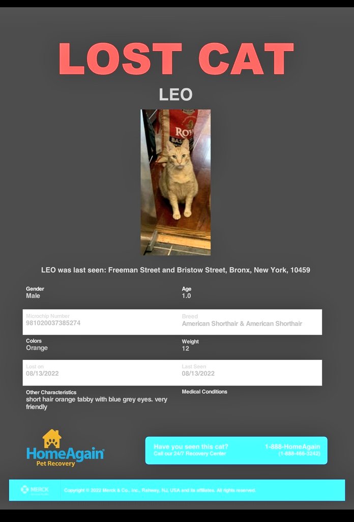 🇺🇸🗽📢🆘️😿Please RT to find Leo #NYC #missingcat #lostcat #Bronx #CatsOfTwitter 🐈