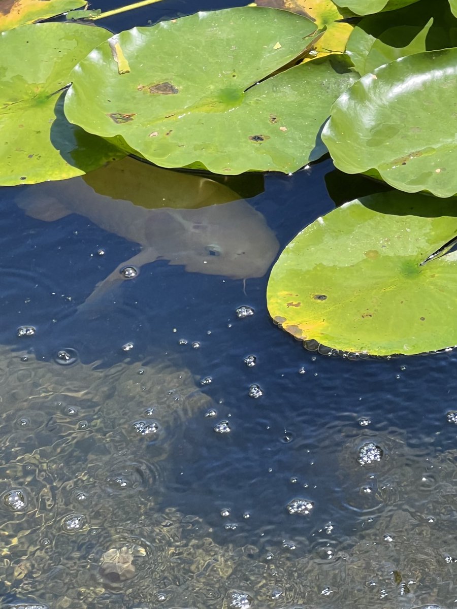 RevAnneCapeAnn's tweet photo. Peekaboo! Coy coy in the coy pond. #SummerGardens  #coyfish https://t.co/nrJTy6s2l9