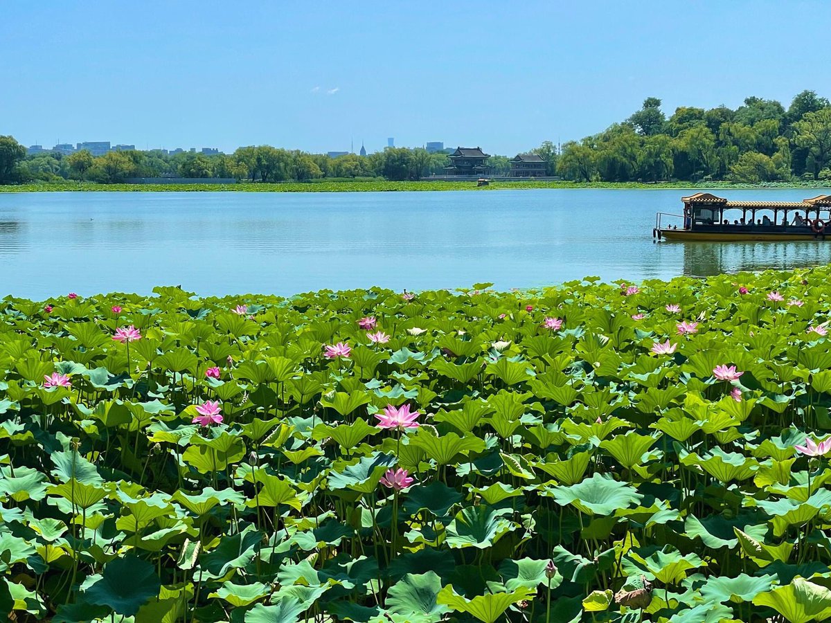 ExpatsHoliday's tweet photo. During summer you can see many beautiful lotus flowers lying all over the lake in Summer Palace, #Beijing. #chinatravel #travelagency #Summertime #vacation https://t.co/7zhmSUU7g1