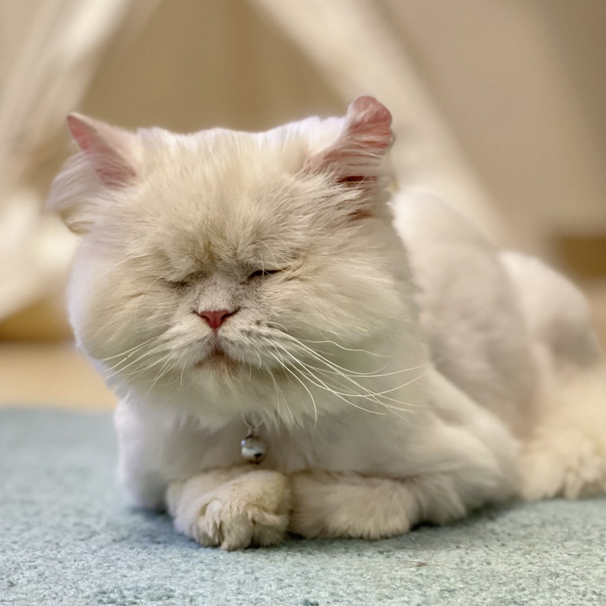 Moet the Blind Cat tweet media