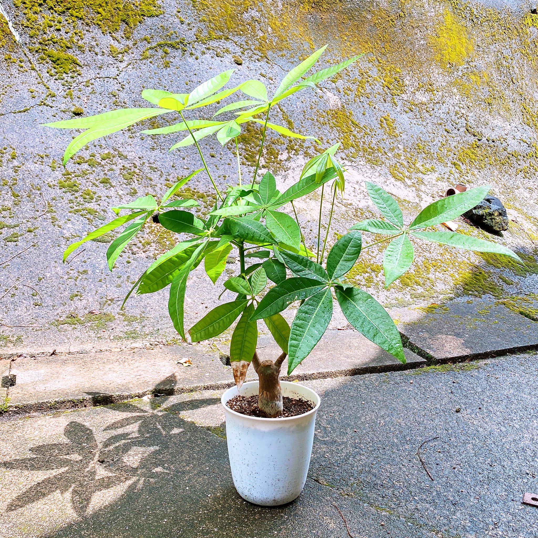 ダイソー植物 Twitter Search Twitter